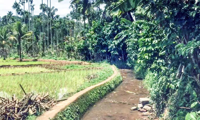 ദുരിതം പേറി നെല്ലിക്കൽ പണിയപുര കോളനിവാസികൾ