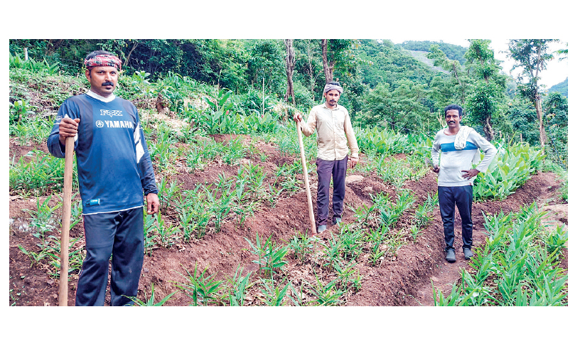 പണിയില്ലാതായപ്പോൾ ഹെ​വി ഡ്രൈ​വ​ർ​മാ​ർ മ​ണ്ണി​ലി​റ​ങ്ങി; കൃ​ഷി ടോ​പ് ഗി​യ​റി​ൽ