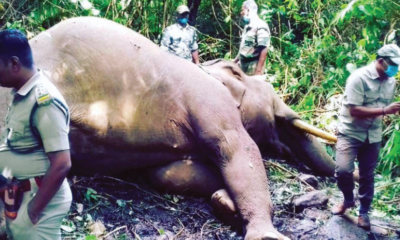 വാൽപാറയിൽ ഏറ്റുമുട്ടലിൽ ഒരു കാട്ടാന ​െചരിഞ്ഞു