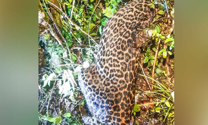 ച​ത്ത​നി​ല​യി​ൽ ക​ണ്ടെ​ത്തി​യ പു​ള്ളി​പ്പു​ലി