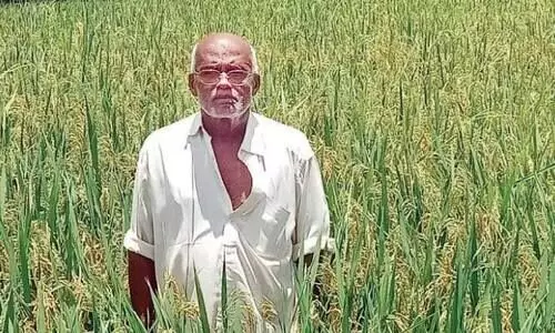 അ​ക്ഷ​യ നെ​ല്ല് വി​ള​യി​ച്ചെ​ടു​ത്ത് പ്ര​ഭാ​ക​ര​ൻ