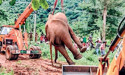 ചികിത്സ നൽകി കാട്ടിലേക്ക് വിട്ട മോഴയാന ​െചരിഞ്ഞു