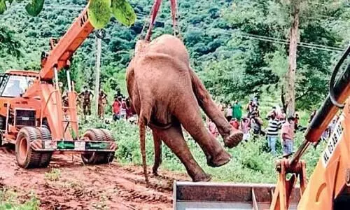 ചികിത്സ നൽകി കാട്ടിലേക്ക് വിട്ട മോഴയാന ​െചരിഞ്ഞു