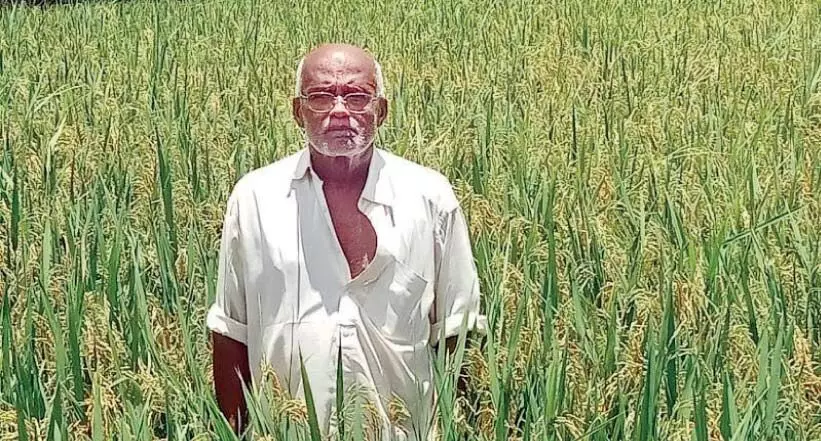 അ​ക്ഷ​യ നെ​ല്ല് വി​ള​യി​ച്ചെ​ടു​ത്ത് പ്ര​ഭാ​ക​ര​ൻ