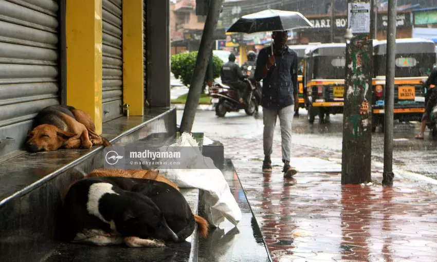 മഴയും തണുപ്പും;  ഒന്ന് തലചായ്ക്കാം...