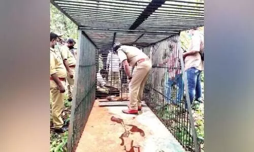 കൂട്ടിലാകുമോ...?; തേനും പഴച്ചക്കയുമൊരുക്കി കരടിയെ കാത്ത്​ ചാത്തന്നൂരുകാർ