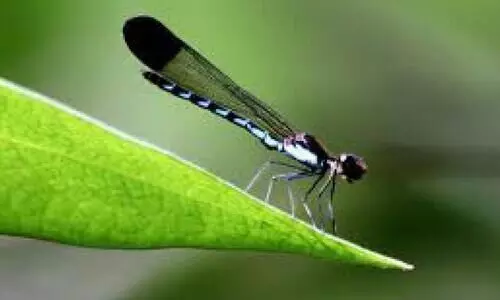 ആലുവയിലെ തുമ്പികൾ; പഠനത്തിനൊരുങ്ങി അധ്യാപിക