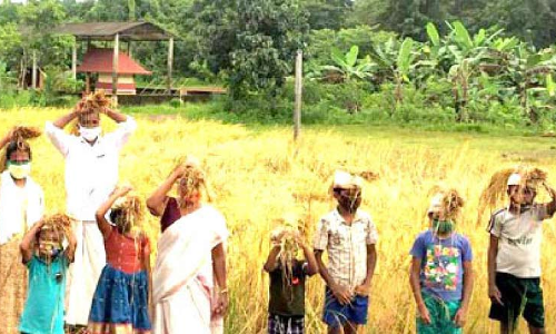 കളിക്കളം നിറച്ച്​ നെൽകൃഷി; കോളടിച്ച്​ കുട്ടിക്കൂട്ടം