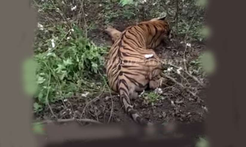 നാടിനെ വിറപ്പിച്ച കടുവ ഒടുവിൽ കുടുങ്ങി; പിടികൂടുന്നതി​െൻറ ദൃശ്യങ്ങൾ വൈറലായി