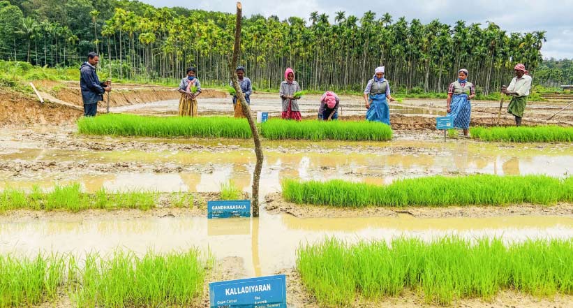 പരമ്പരാഗത നെല്ലിനങ്ങൾ; പരീക്ഷണ കൃഷിയുമായി സ്വാമിനാഥന് ഫൗണ്ടേഷന് പരമ്പരാഗത നെല്ലിനങ്ങൾ; പരീക്ഷണ കൃഷിയുമായി സ്വാമിനാഥന് ഫൗണ്ടേഷന്