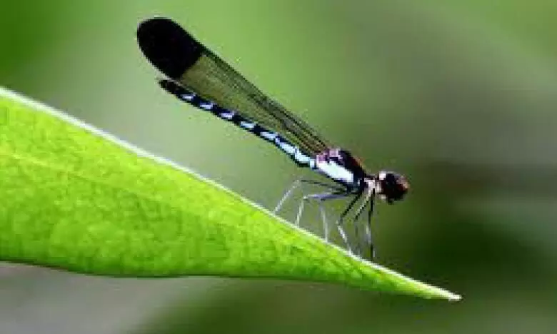 ആലുവയിലെ തുമ്പികൾ; പഠനത്തിനൊരുങ്ങി അധ്യാപിക ആലുവയിലെ തുമ്പികൾ; പഠനത്തിനൊരുങ്ങി അധ്യാപിക