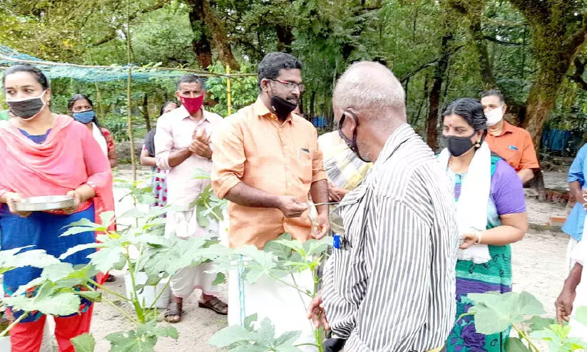 സ്ത്രീ​കൂ​ട്ടാ​യ്മ​യി​ൽ ക്ഷേ​ത്ര​മൈ​താ​നം കൃ​ഷി​ഭൂ​മി​യാ​യി