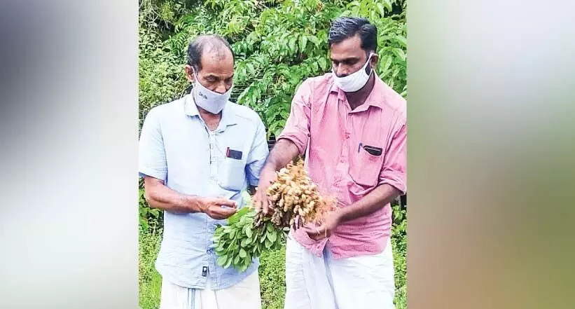 മണ്ണൊരുക്കിയത്​ കൂർക്കക്ക്,​ വിളഞ്ഞത് കപ്പലണ്ടി