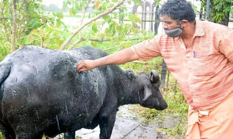 എരുമയുടെ ദേഹത്ത് ടാർ ഒഴിച്ച് ക്രൂരത എരുമയുടെ ദേഹത്ത് ടാർ ഒഴിച്ച് ക്രൂരത