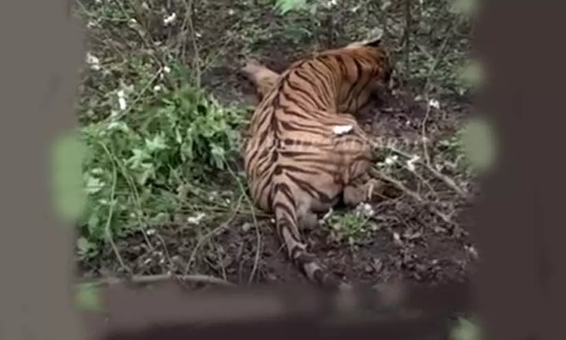 നാടിനെ വിറപ്പിച്ച കടുവ ഒടുവിൽ കുടുങ്ങി; പിടികൂടുന്നതി​െൻറ ദൃശ്യങ്ങൾ വൈറലായി