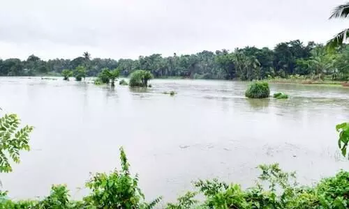 മഴ; നെൽവയലുകൾ കണ്ണീർപ്പാടങ്ങളാകുന്നു