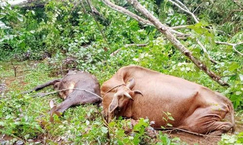 വൈദ്യുതി ലൈൻ തകർന്ന് ഷോക്കേറ്റ് രണ്ട് പശുക്കൾ ചത്തു