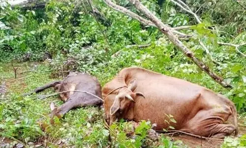 വൈദ്യുതി ലൈൻ തകർന്ന് ഷോക്കേറ്റ് രണ്ട് പശുക്കൾ ചത്തു