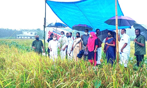 ഇത്​ കരനെൽ കൃഷി വിജയഗാഥ