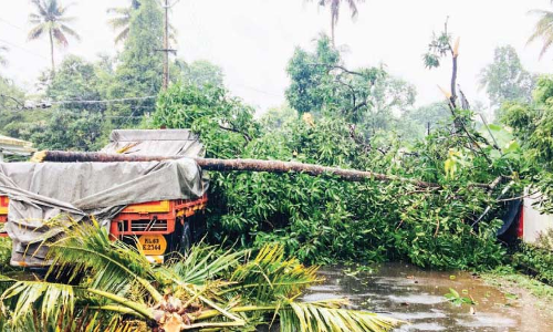 മരം വീണു; ഗതാഗതം ത​ട​സ്സ​പ്പെ​ട്ടു