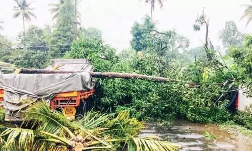 മരം വീണു; ഗതാഗതം ത​ട​സ്സ​പ്പെ​ട്ടു