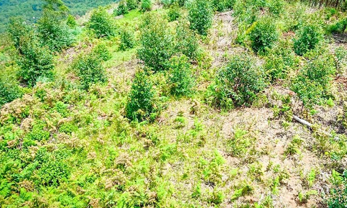 സര്‍ക്കാര്‍ ഉത്തരവ് കാറ്റില്‍ പറന്നു; അഞ്ചുനാട്ടില്‍ ഗ്രാൻറീസ് തഴച്ചുവളരുന്നു