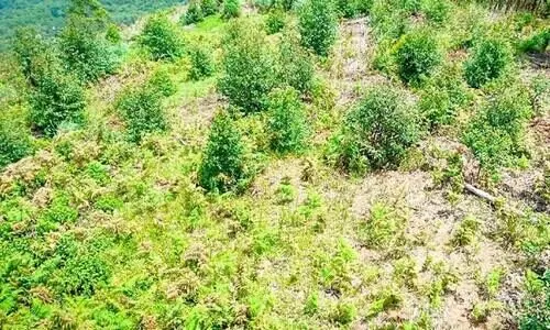 സര്‍ക്കാര്‍ ഉത്തരവ് കാറ്റില്‍ പറന്നു; അഞ്ചുനാട്ടില്‍ ഗ്രാൻറീസ് തഴച്ചുവളരുന്നു