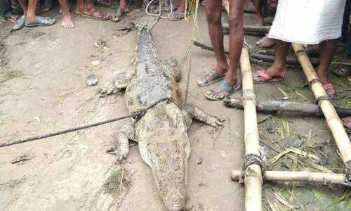 മുതലയെ പിടിച്ചുകെട്ടി ബന്ദിയാക്കി; മോചനദ്രവ്യമായി ആവശ്യപ്പെട്ടത്​ 50,000 രൂപ