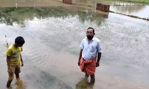 കനത്ത മഴയിൽ ഞാറ്റടി നശിച്ചു: മുണ്ടകൻ കൃഷി പ്രതിസന്ധിയിൽ