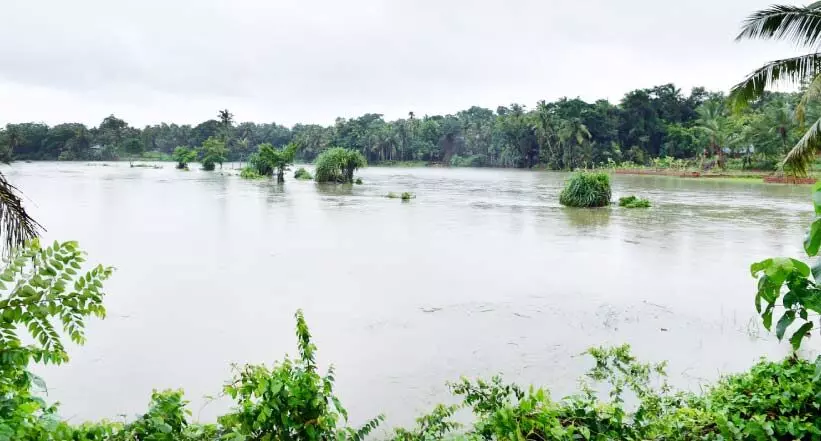 മഴ; നെൽവയലുകൾ കണ്ണീർപ്പാടങ്ങളാകുന്നു