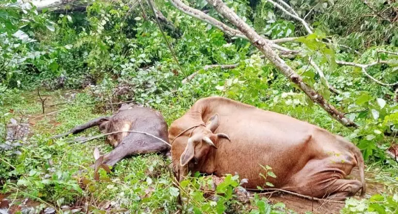 വൈദ്യുതി ലൈൻ തകർന്ന് ഷോക്കേറ്റ് രണ്ട് പശുക്കൾ ചത്തു വൈദ്യുതി ലൈൻ തകർന്ന് ഷോക്കേറ്റ് രണ്ട് പശുക്കൾ ചത്തു