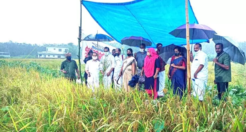 ഇത് കരനെൽ കൃഷി വിജയഗാഥ ഇത് കരനെൽ കൃഷി വിജയഗാഥ