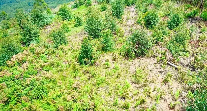 സര്ക്കാര് ഉത്തരവ് കാറ്റില് പറന്നു; അഞ്ചുനാട്ടില് ഗ്രാൻറീസ് തഴച്ചുവളരുന്നു സര്ക്കാര് ഉത്തരവ് കാറ്റില് പറന്നു; അഞ്ചുനാട്ടില് ഗ്രാൻറീസ് തഴച്ചുവളരുന്നു