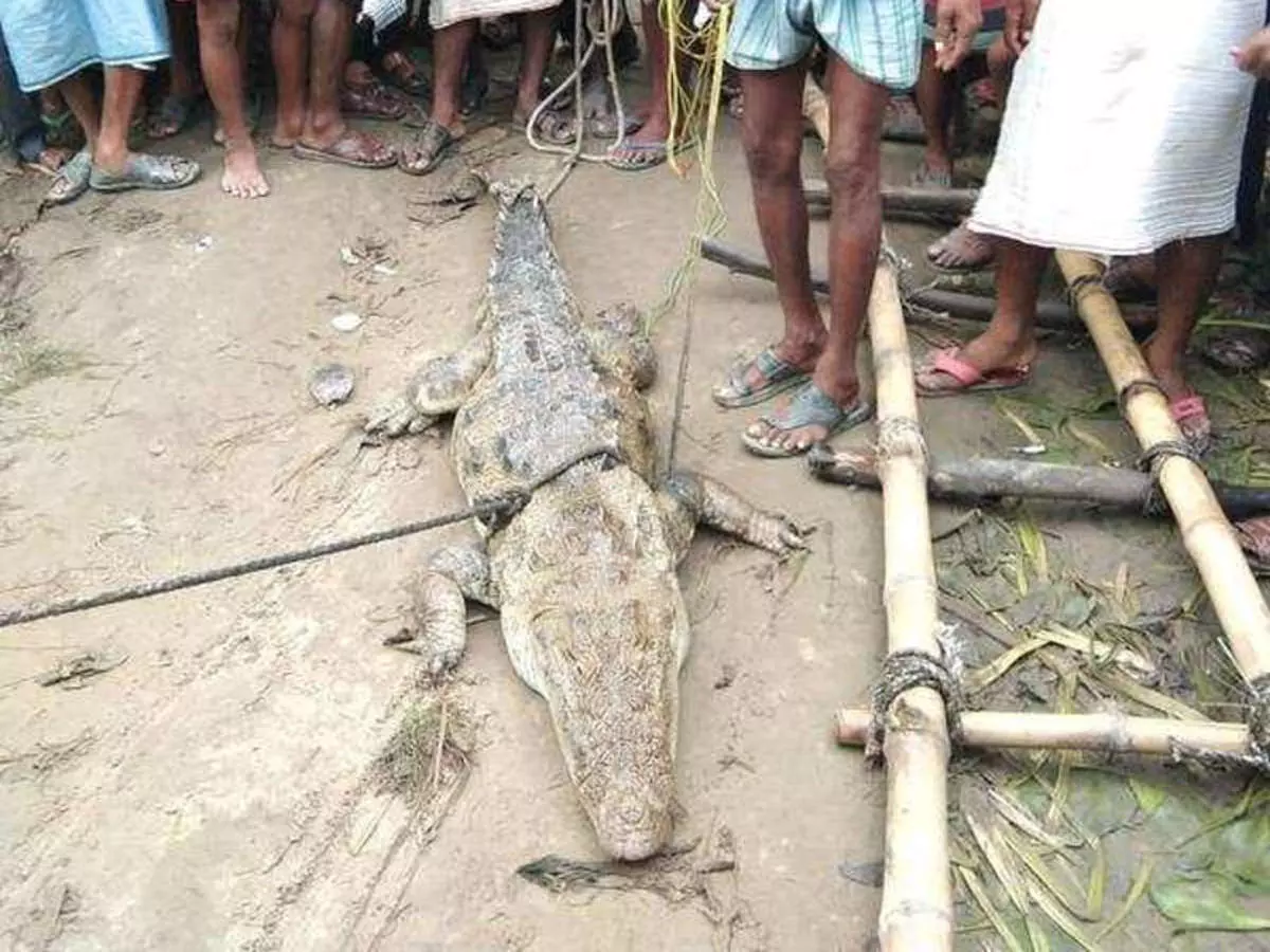 മുതലയെ പിടിച്ചുകെട്ടി ബന്ദിയാക്കി; മോചനദ്രവ്യമായി ആവശ്യപ്പെട്ടത്​ 50,000 രൂപ