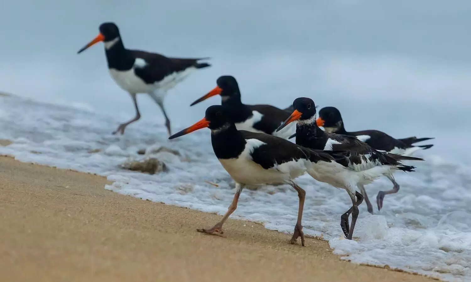 Eurasian oystercatcher
