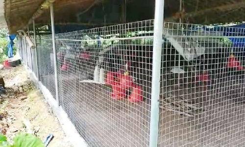 രാഷ്​ട്രീയ പകപോക്കൽ: കോഴിഫാം അടച്ചുപൂട്ടി വീട്ടമ്മ