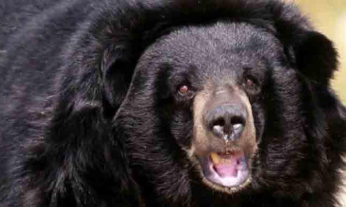 നാടിന്‍റെ ഉറക്കംകെടുത്തിയ കരടി കാണാമറയത്ത്