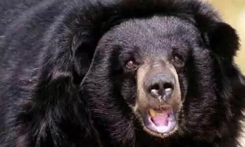 നാടിന്‍റെ ഉറക്കംകെടുത്തിയ കരടി കാണാമറയത്ത്