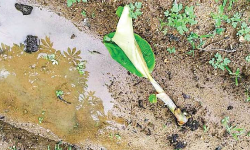 വാ​ഴ​ക​ളോ​ട് ഇ​വ​ർ​ക്ക് എ​ന്തി​നാ​ണി​ത്ര ദേ​ഷ്യം...