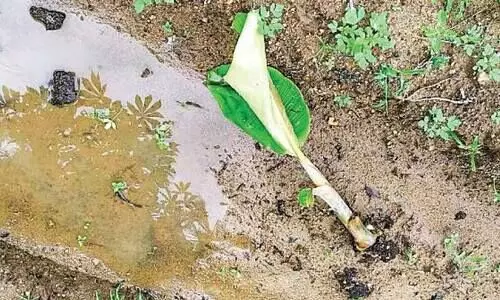 വാ​ഴ​ക​ളോ​ട് ഇ​വ​ർ​ക്ക് എ​ന്തി​നാ​ണി​ത്ര ദേ​ഷ്യം...