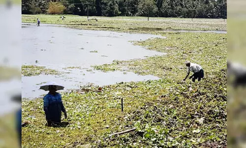 പുഞ്ചകൃഷി: കൈയൊഴിഞ്ഞ് കൃഷി വകുപ്പ്; അധിക നെൽ വിത്ത് കർഷകർ കണ്ടെത്തണം