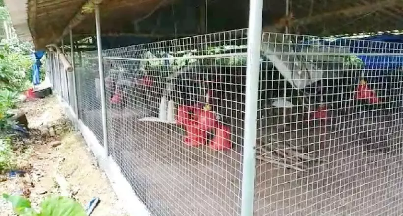 രാഷ്​ട്രീയ പകപോക്കൽ: കോഴിഫാം അടച്ചുപൂട്ടി വീട്ടമ്മ