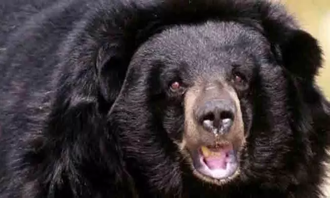 നാടിന്റെ ഉറക്കംകെടുത്തിയ കരടി കാണാമറയത്ത് നാടിന്റെ ഉറക്കംകെടുത്തിയ കരടി കാണാമറയത്ത്