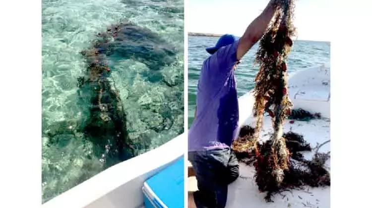 കടലിൽ ഉപേക്ഷിക്കപ്പെട്ട മത്സ്യബന്ധന വലകൾ നീക്കി കടലിൽ ഉപേക്ഷിക്കപ്പെട്ട മത്സ്യബന്ധന വലകൾ നീക്കി