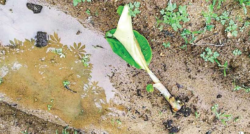വാഴകളോട് ഇവർക്ക് എന്തിനാണിത്ര ദേഷ്യം... വാഴകളോട് ഇവർക്ക് എന്തിനാണിത്ര ദേഷ്യം...