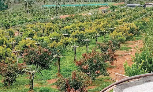 നൂ​റി​ലേ​റെ ഇ​നം പ​ഴ​വ​ർ​ഗ​ങ്ങ​ൾ; എ​ട​പ്പ​റ്റ​യു​ടെ മ​ണ്ണി​ൽ മാ​ധു​ര്യം വി​ള​യി​ച്ച്​ അ​ഷ്​​റ​ഫ്​