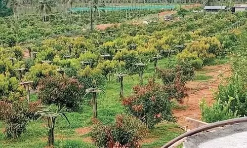 നൂ​റി​ലേ​റെ ഇ​നം പ​ഴ​വ​ർ​ഗ​ങ്ങ​ൾ; എ​ട​പ്പ​റ്റ​യു​ടെ മ​ണ്ണി​ൽ മാ​ധു​ര്യം വി​ള​യി​ച്ച്​ അ​ഷ്​​റ​ഫ്​