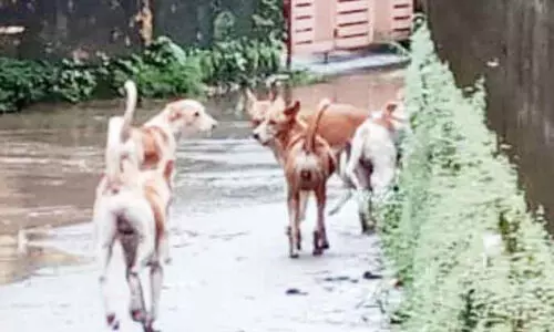 ഭക്ഷണമില്ല; തെരുവുനായ്ക്കൾ കൂട്ടമായി കറങ്ങുന്നത് ഭീഷണി