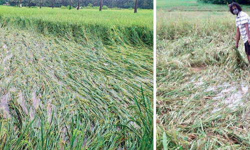 ചിങ്ങത്തിലെ മഴയിൽ വിളയുന്നത് ദുരിതം; കൊയ്ത്തിന് പാകമാകുന്ന നെൽകൃഷി നശിക്കുന്നു ചിങ്ങത്തിലെ മഴയിൽ വിളയുന്നത് ദുരിതം; കൊയ്ത്തിന് പാകമാകുന്ന നെൽകൃഷി നശിക്കുന്നു