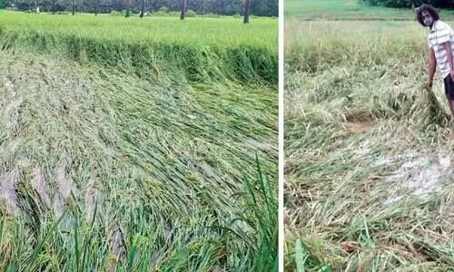 ചി​ങ്ങ​ത്തി​ലെ മ​ഴ​യി​ൽ വി​ള​യു​ന്ന​ത് ദു​രി​തം; കൊ​യ്ത്തി​ന് പാ​ക​മാ​കു​ന്ന നെൽകൃ​ഷി​ നശിക്കുന്നു